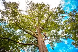 Best Soil Testing and Treatment  in Pleasant Run, OH