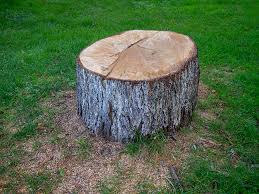 Best Tree Maintenance Programs  in Pleasant Run, OH