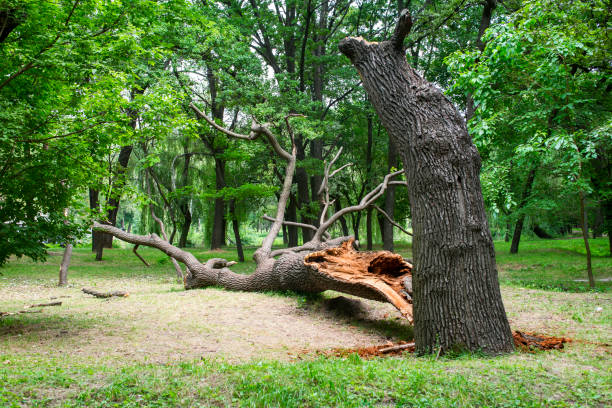 Best Utility Line Clearance  in Pleasant Run, OH
