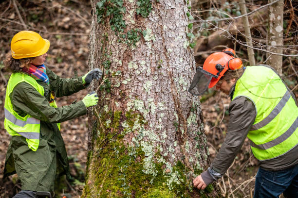 Best Tree Removal  in Pleasant Run, OH