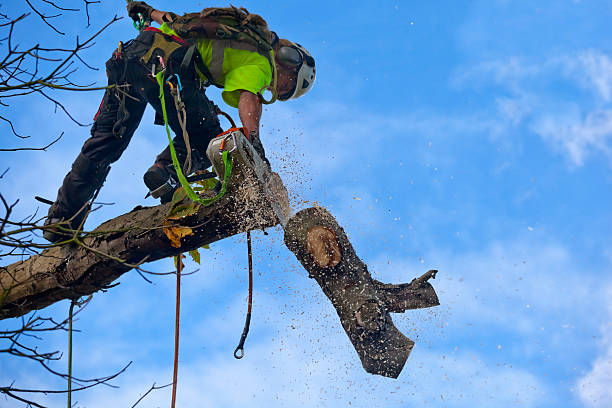 Best Tree Trimming and Pruning  in Pleasant Run, OH